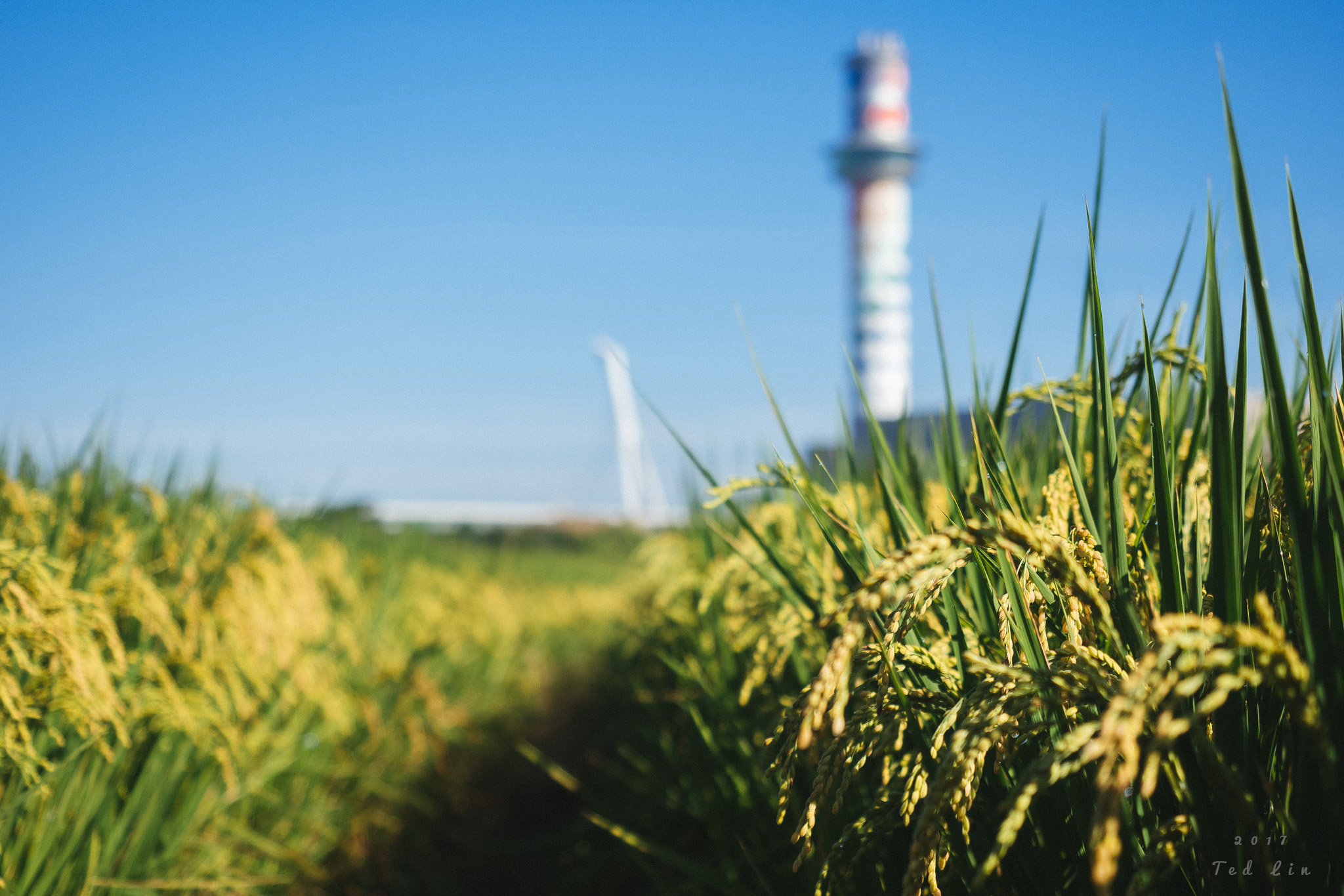 清晨鐵馬記事。板橋華江橋–>北投洲美社區–>北投漢奇肉羹（淡水河右岸腳踏車道）