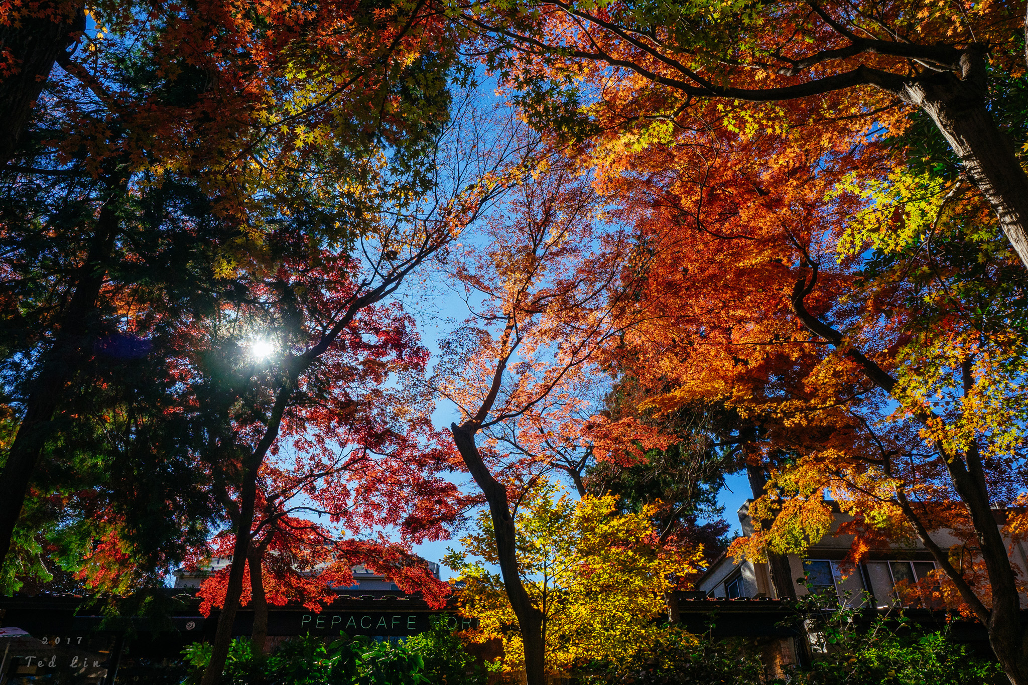 日本東京 純白簡約風。Unplan 神樂坂自由旅舍；繽紛奪目秋楓饗宴。吉祥寺 井之頭恩賜公園