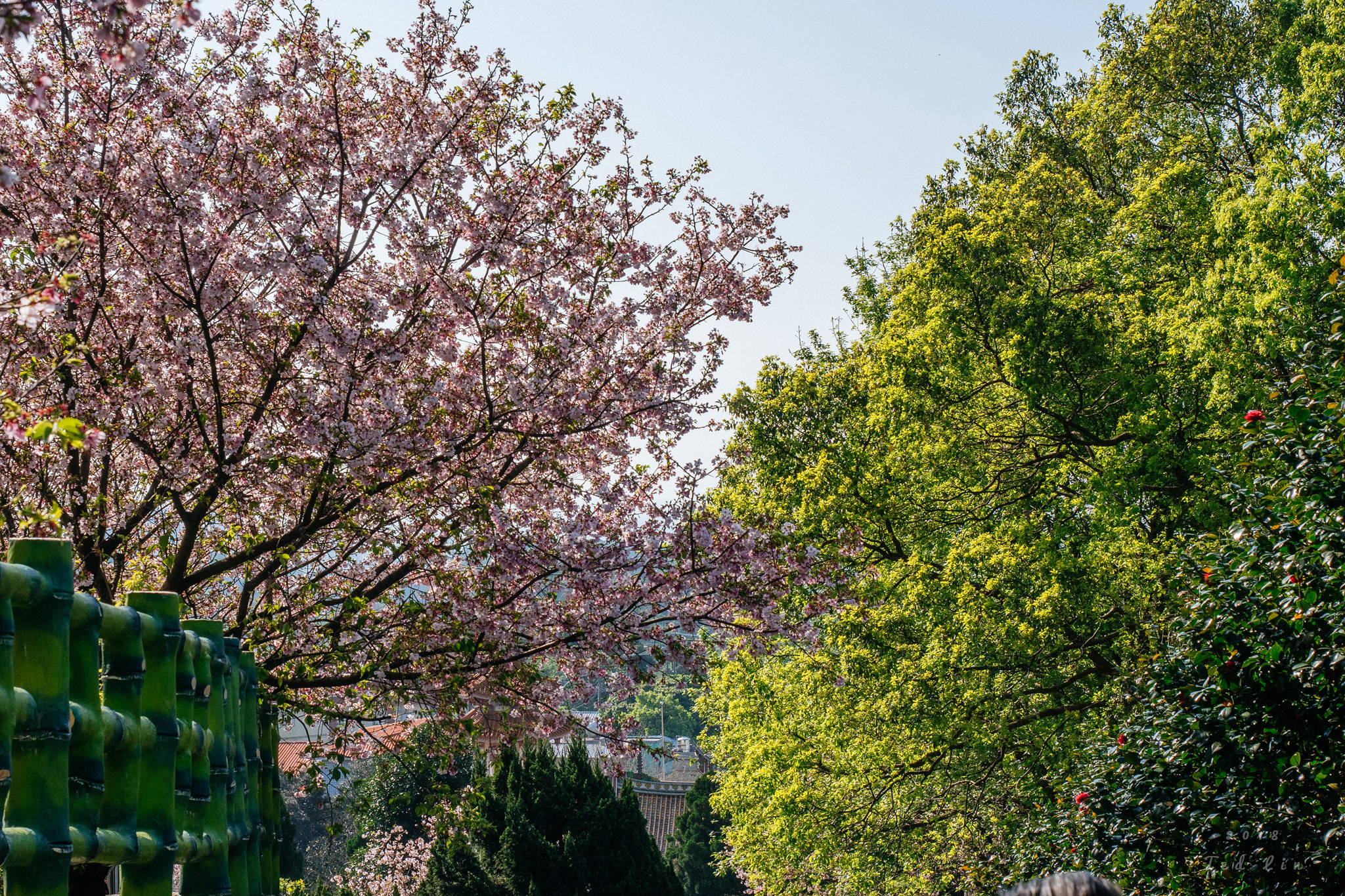 小旅遊記事。2018天元宮賞櫻